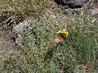 Rifugio_della_Galvarina - 20100509 091.jpg